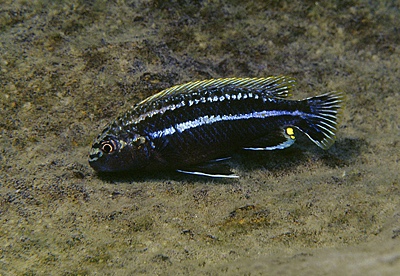 Melanochromis dialeptos 'Narungu'